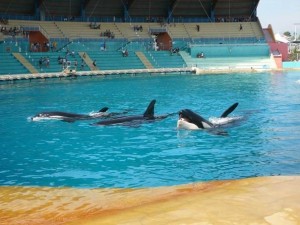 duree rencontre dauphin marineland