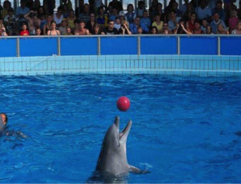 ten-reasons-why-dolphins-shouldn-t-be-in-captivity